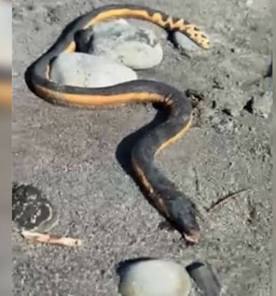 Orange and Black Snake