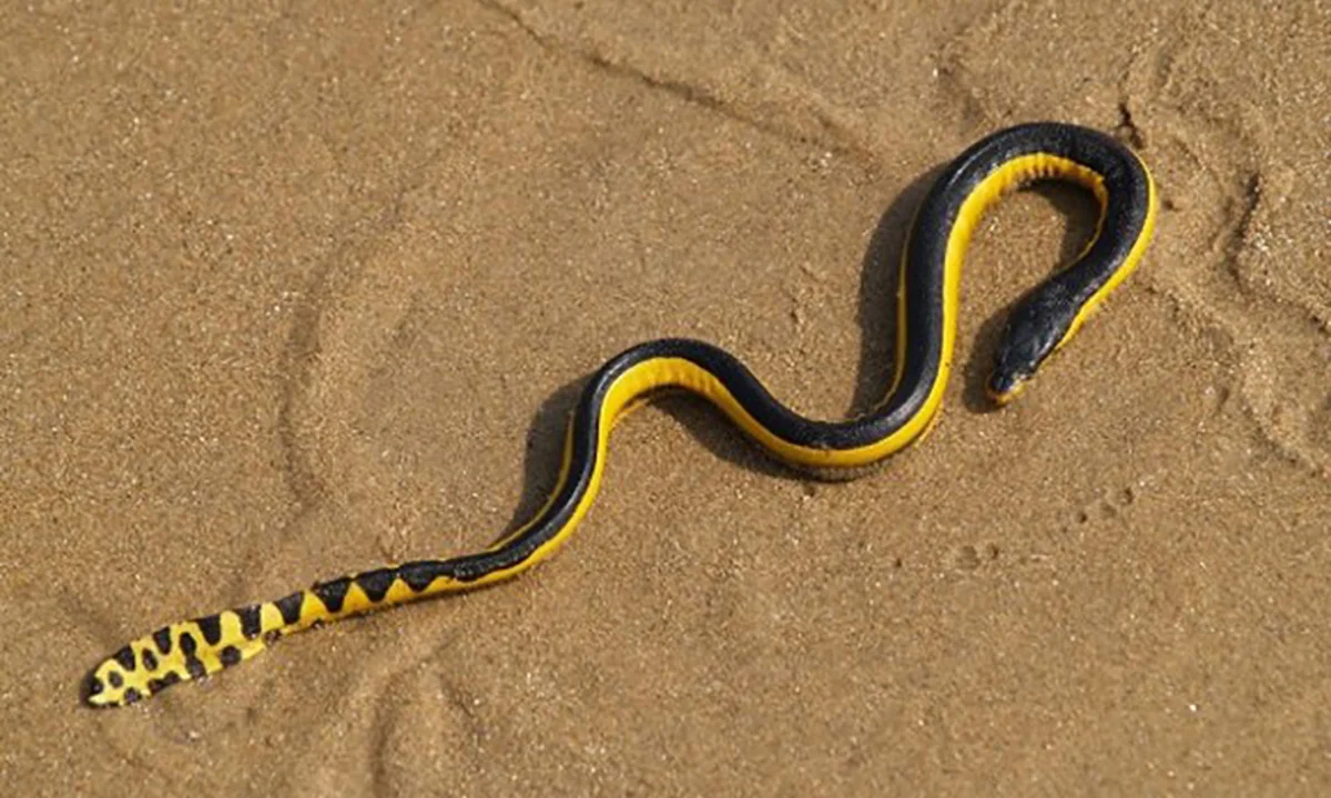 Yellow and Black Snake