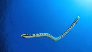 Sea Snake under water